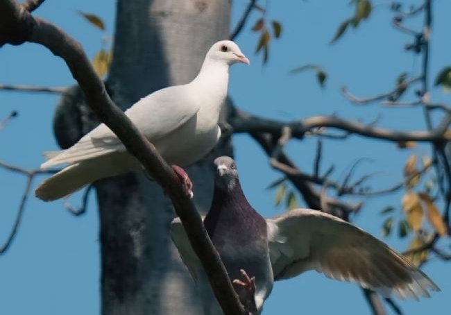 �������� �ɼ�֮���Ҫ������