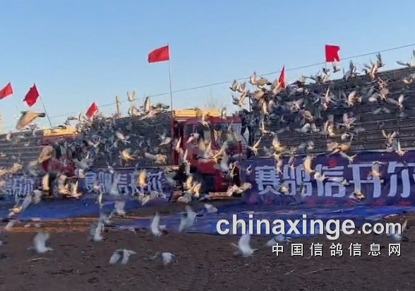 三棚战报齐出炉 上海鸽夺开尔冠军