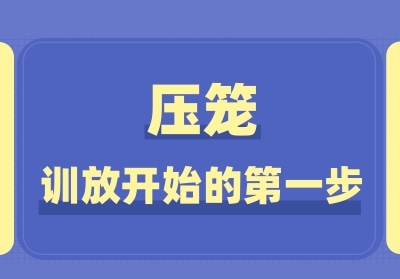 压笼是训放开始的第一步