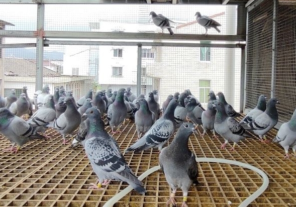 养鸽用点醋 好处你想不到