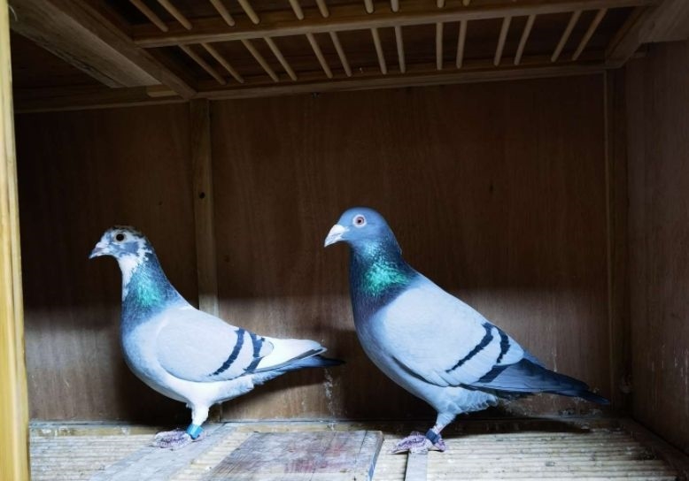 ����Ҳ��С����������Ծ���Ƣ��