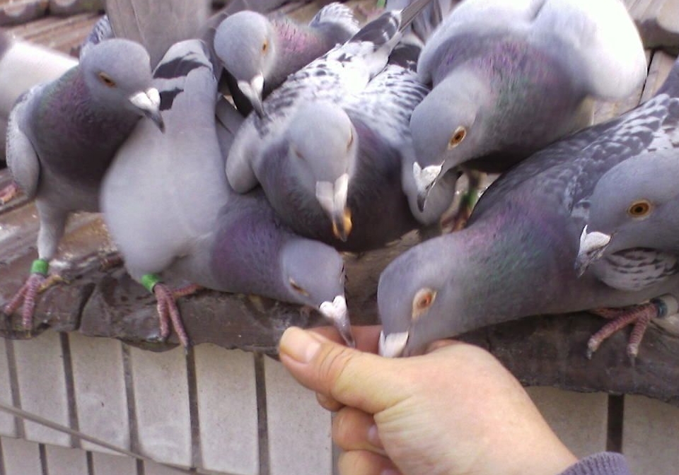 �����Ļصĸ�����ε��� �����㶨