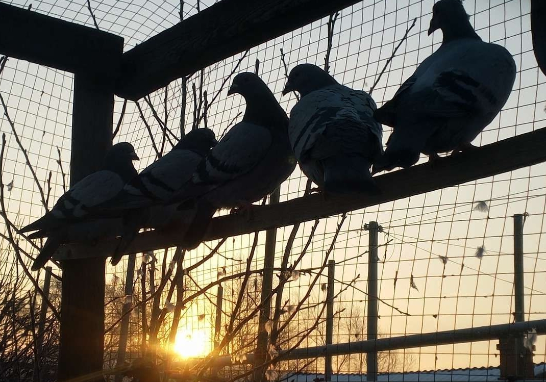 �������ĵ� ����ĸ��Ӱ�ȫ����