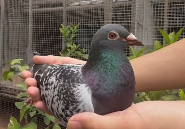 ���ֱ���ɰ���ų� ����Խ��Խ����