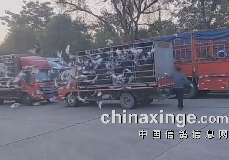 勇战七百公里！北京两区联翔赛陆续见鸽