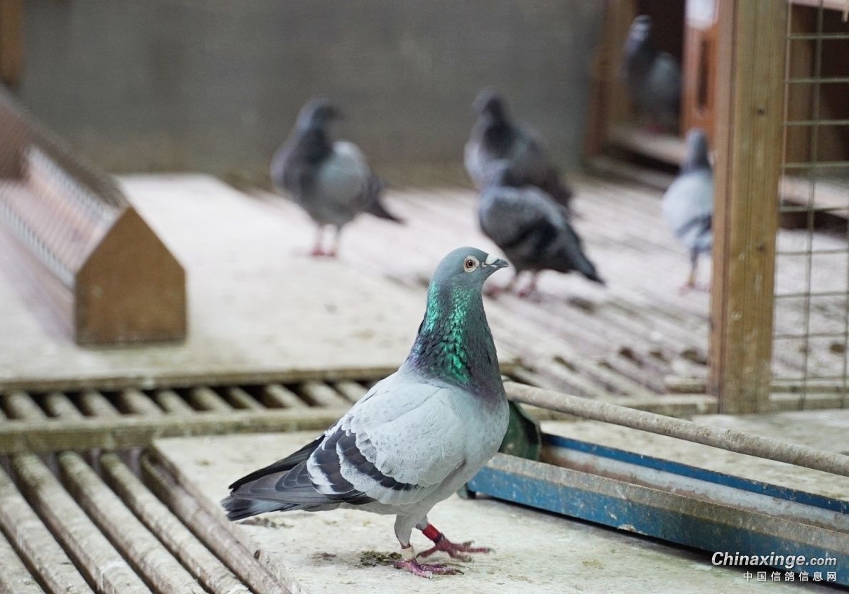 ����֮����һ˵