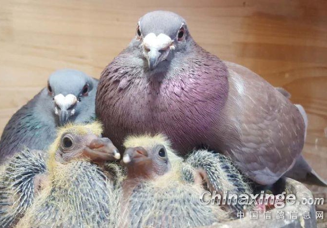 ���죡�׸�����������ڣ�