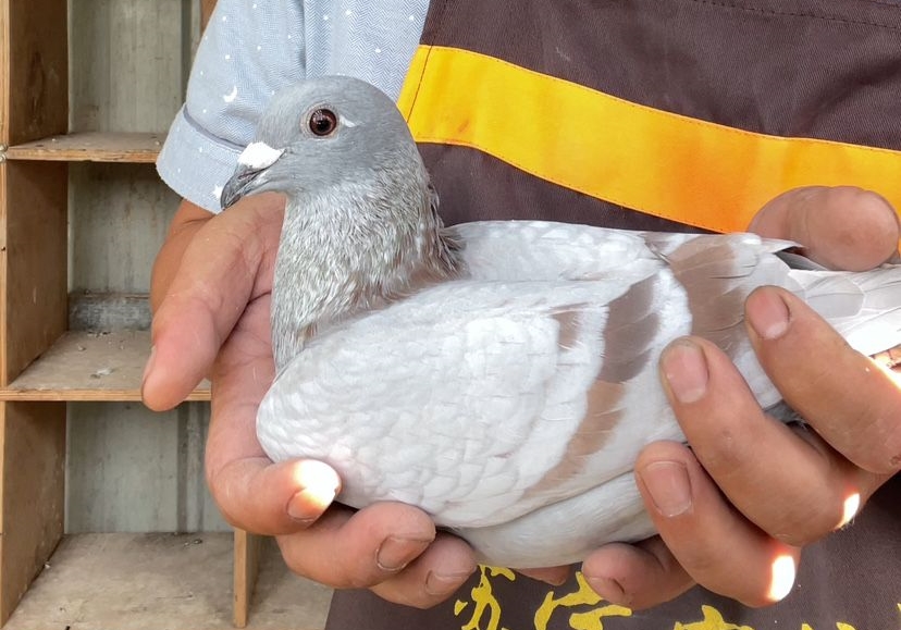 ���۵��ָ뼸���ɻ� ���������