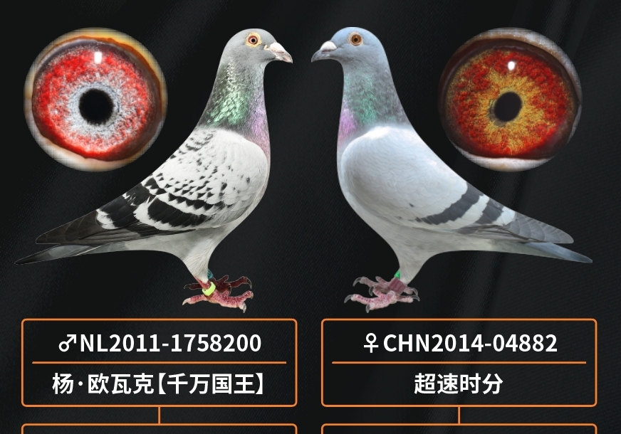 千万国王的最佳配雌是？（二）