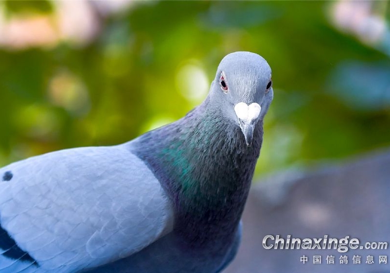 �����֪������ĸ߶�