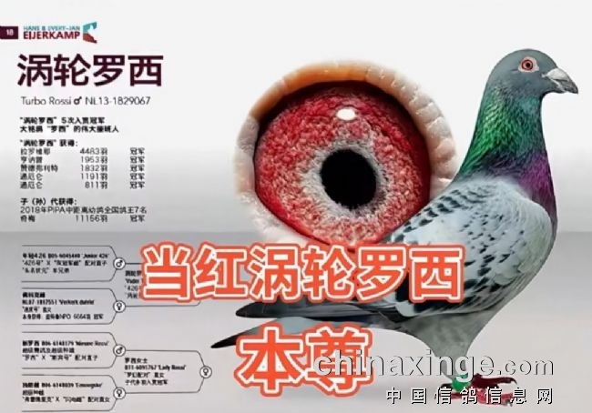 赛鸽耻骨要不要“紧”？名家大揭秘