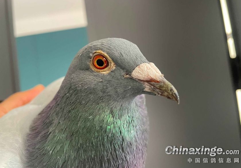 公棚鸽到家早配早好？