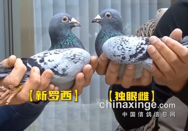 独眼雌——从被迫改嫁到赛鸽帝国之母