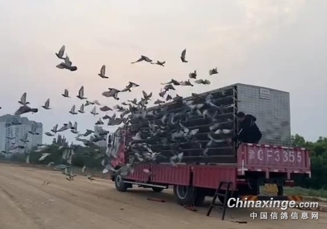 近两千渝鸽战兰州  北碚区一羽雌鸽当日归
