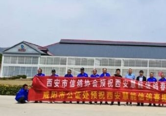 出资169万打加站赛：西安慧能春棚2085羽战鸽出征！