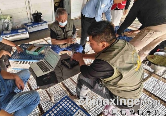 易碎贴破损 陕西一公棚取消两羽赛鸽成绩