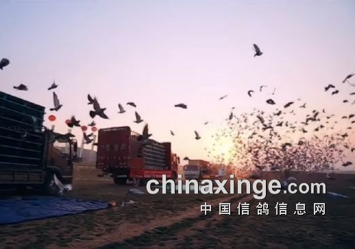 又是他！锡林浩特国家赛前百进12羽 豪夺沈阳冠军