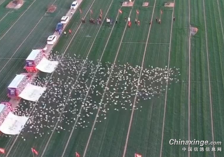 中国远程赛促进会通知