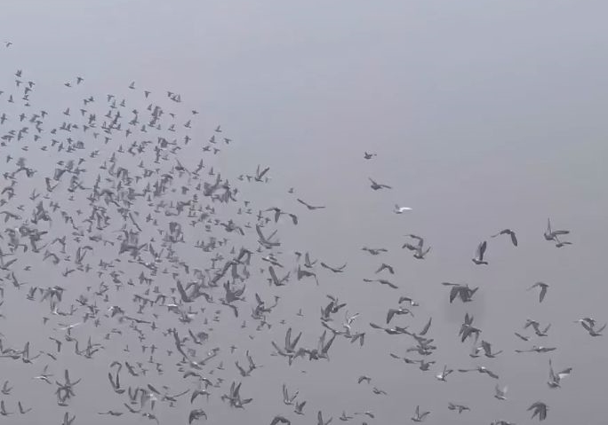 遭遇风雨归巢难 江苏一公棚决赛险灭关