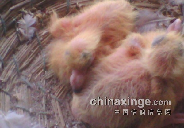 几个小技巧解决种鸽喷偏
