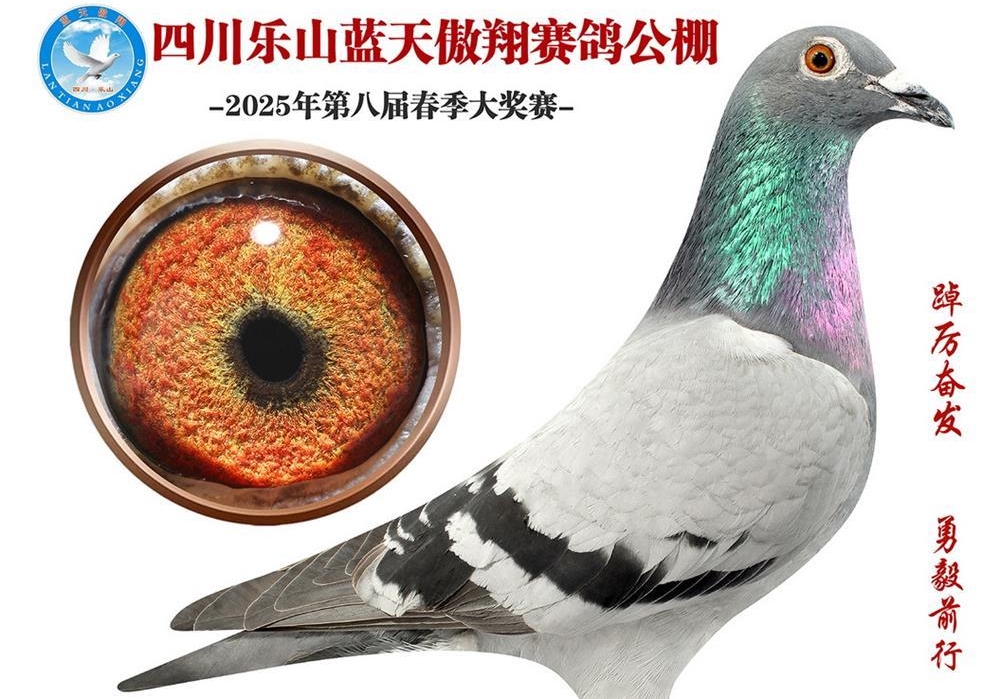 低开高走 王者归来：那些亮眼的四川春棚黑马冠军