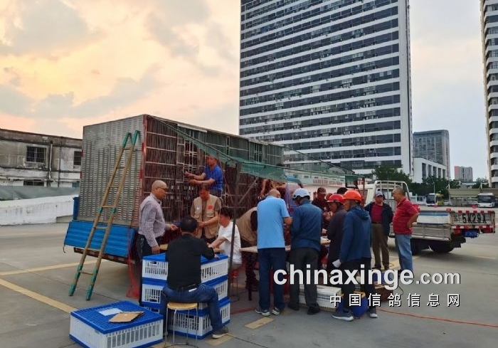 8494羽盛大开笼 江苏千公里省联赛司放陕西