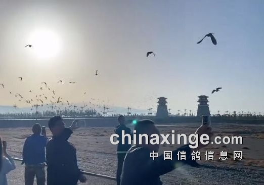第二十五届信鸽国家赛 兰州赛区成绩终版