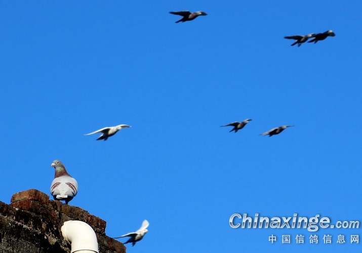 赛鸽最终是赛人