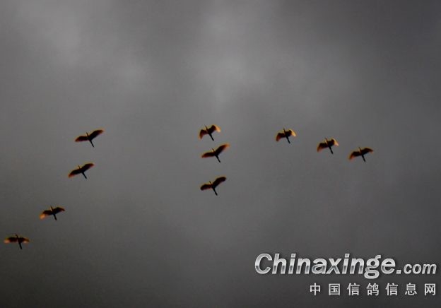 暴雨鸽难飞！两鸽会决赛差点全军覆没