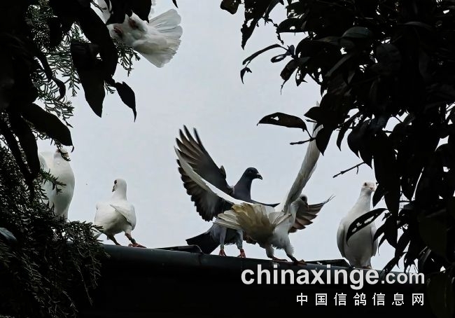 讨论：千公里参赛羽数小 等于含金量低？