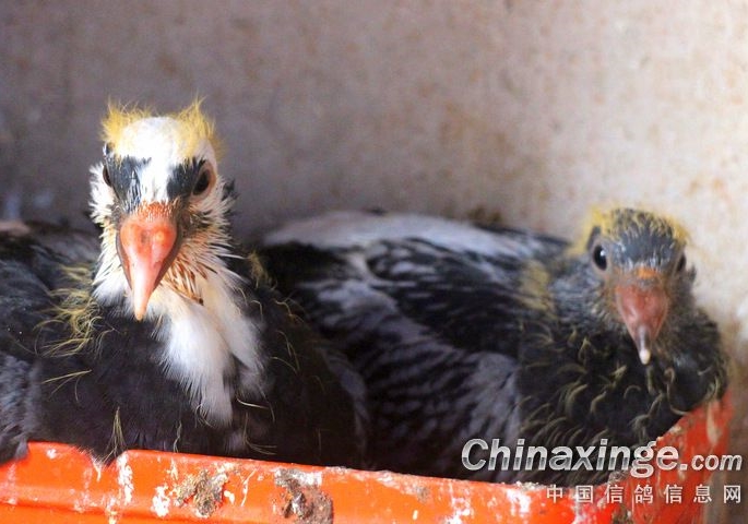 鸽蝇防治不当 小心鸽子遭罪