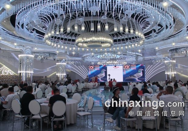 大明宫优胜鸽拍卖盛大开幕圆满落槌！