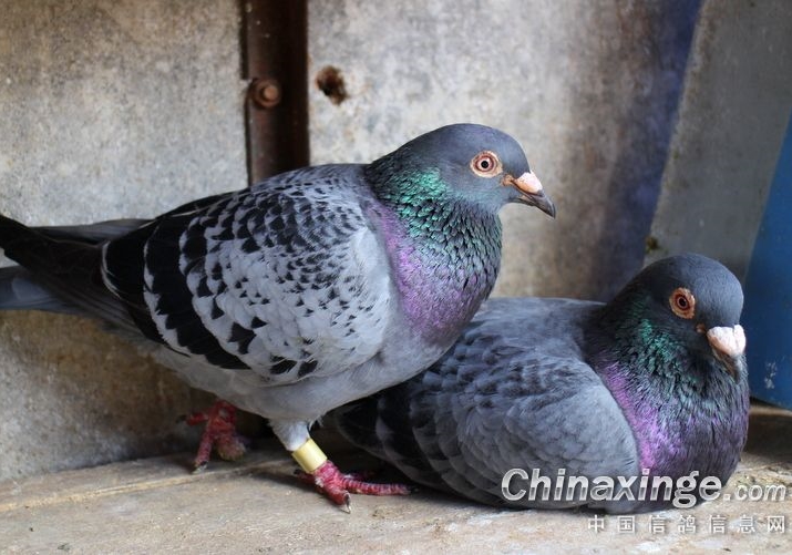 《种鸽揭秘》后话
