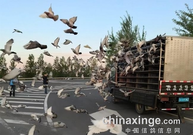 千公里一人归6羽 四平鸽友霸榜商都国家赛