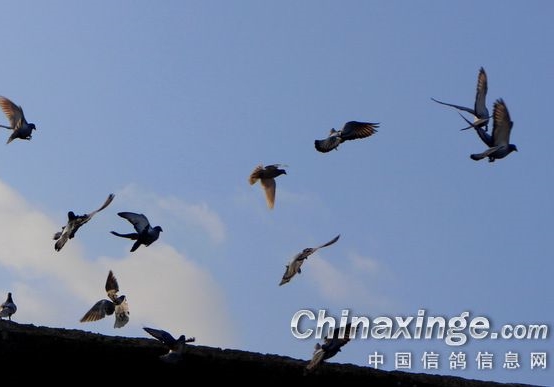 春赛小结：比赛是最好的试金石