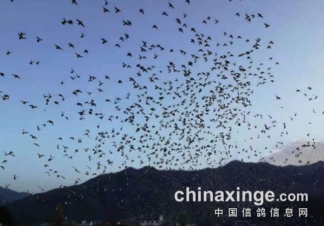 三地决赛同日竞翔 九龙坡鸽友前十占四羽
