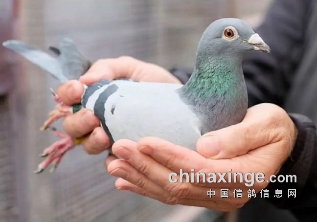 艰难赛事加大油料？适得其反