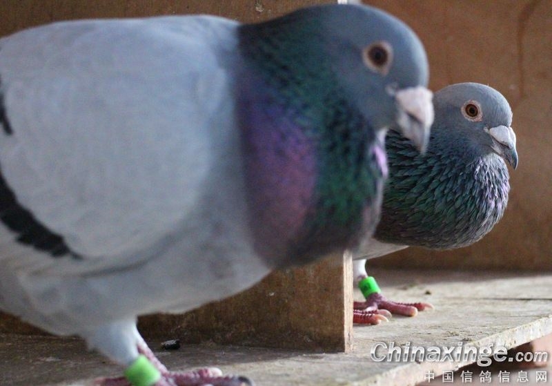 雌鸽雄像是精品？