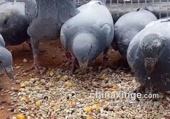 幼鸽下窝必然挑食！关键在你没教好