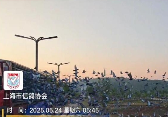上海新安千公里：科学决策 铸就千里竞翔佳绩