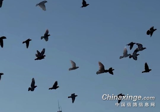 读懂鸽子情绪 养鸽事半功倍 
