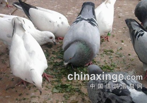 夏季喂鸽来点马齿苋 好处多多