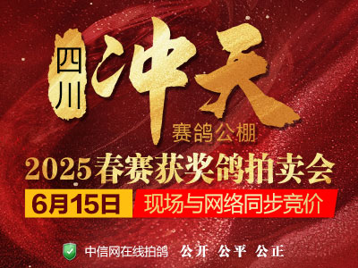 川鸽传奇再现！四川冲天公棚决赛季军获鸽王冠军