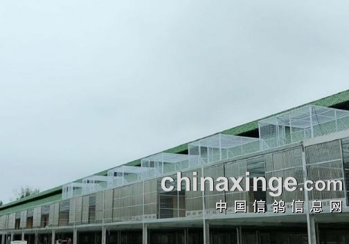 为建设新棚 包头一公棚暂停明年春赛