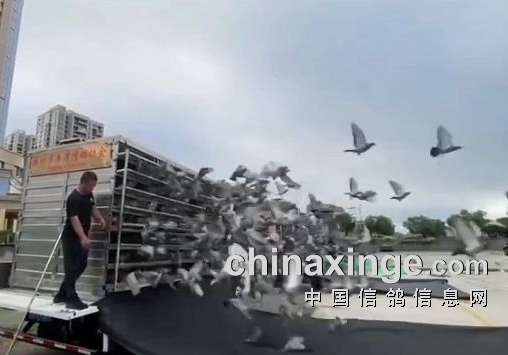 最高31℃ 丰泽三关5千羽竞翔揭榜