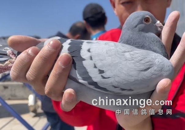 育种别跟风！鸽系不对近亲白搭