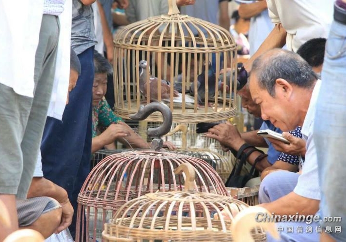 新手养鸽高价引种？合理引进更长远