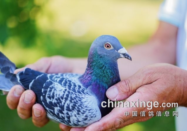 吉诺.克里克心血之作：卡奥尔冠军“黄金梅达尔德”