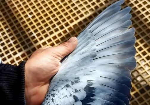 福建名家烽火鸽舍：高价引进原环不飞？直接淘汰