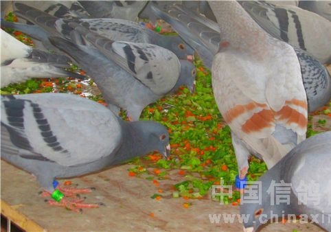 鸽子也爱蔬菜 详细喂食指南来了